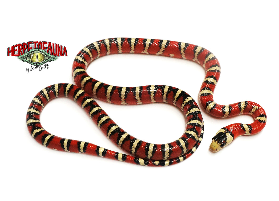 Male Chihuahua Mountain Kingsnake