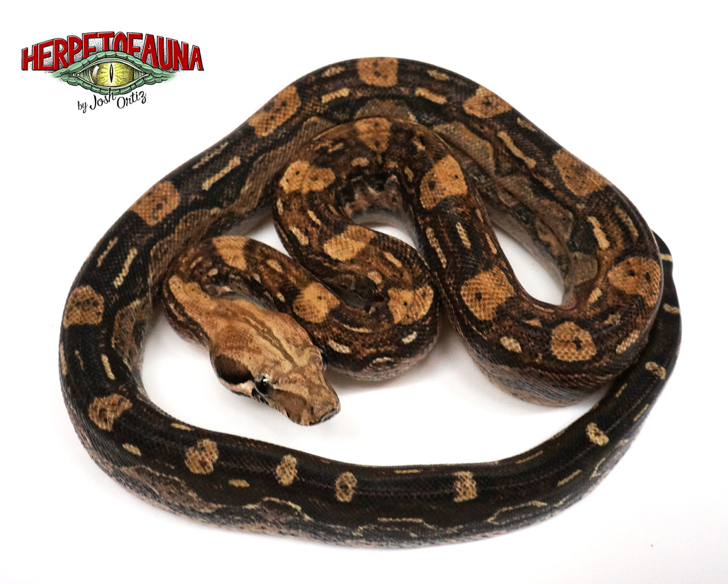 Female Aztec Het Anery Boa
