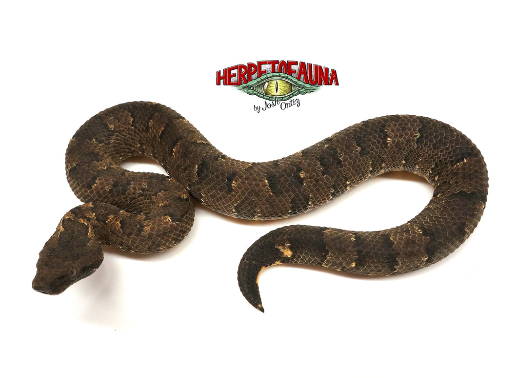 Male Viper Boa