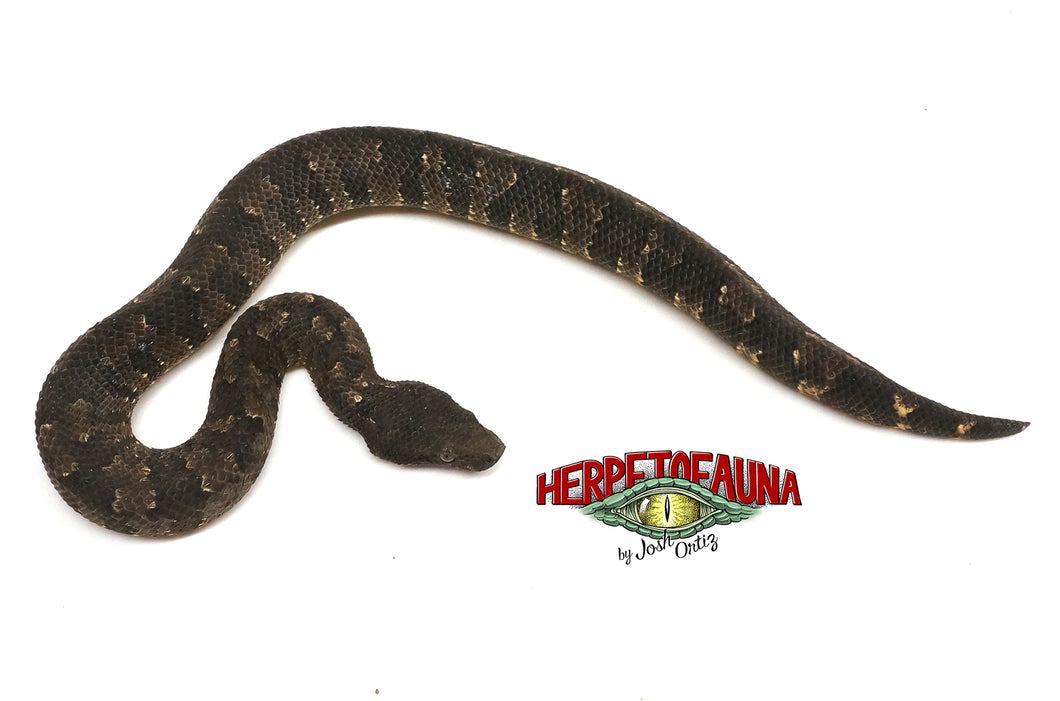 Male Viper Boa