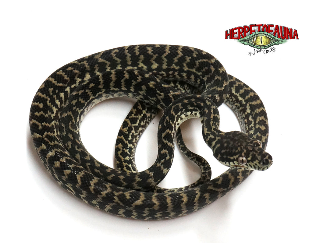 Female Zebra Carpet Python