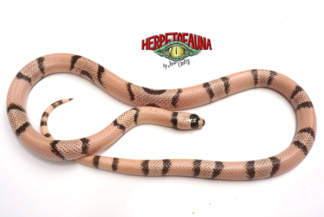 Male Ghost Honduran Milksnake