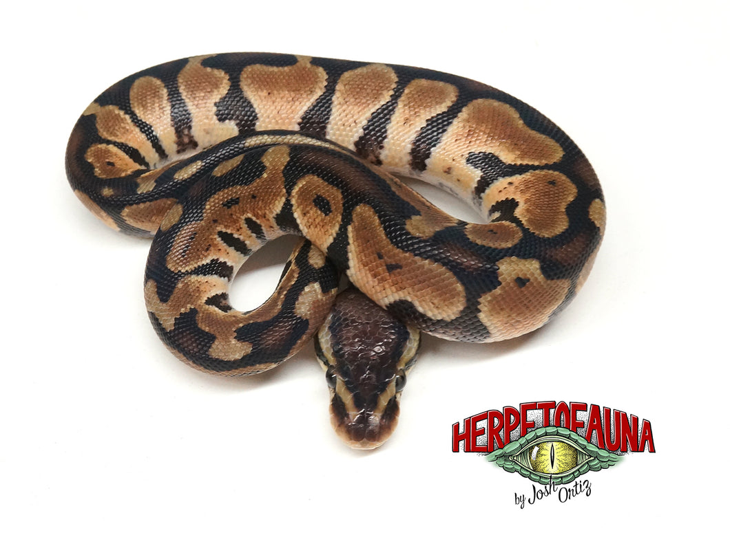 Male Pastel Sable Ball Python