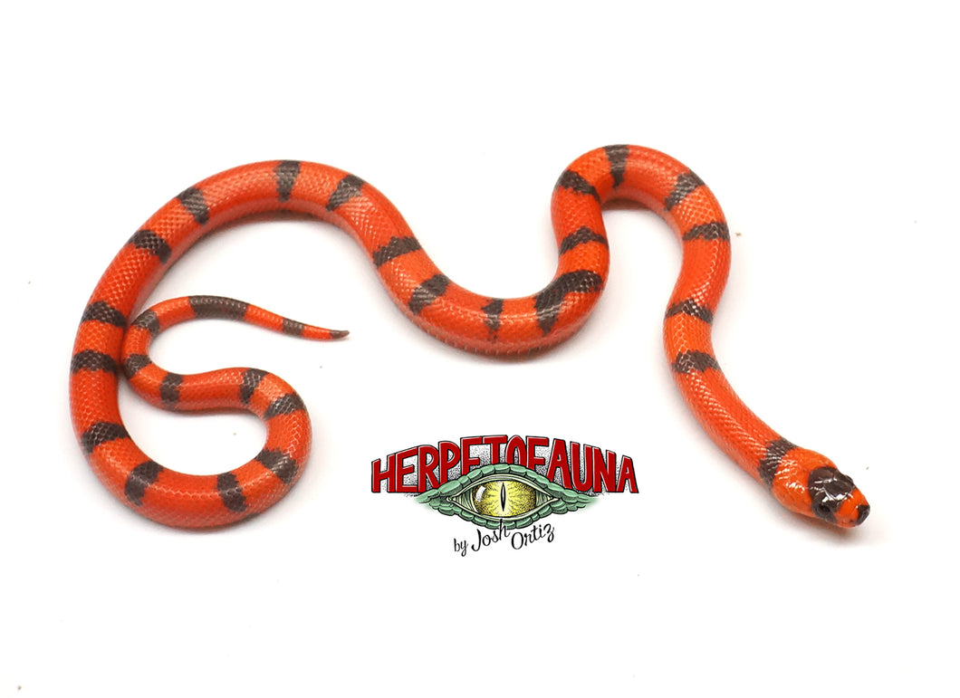 Male Hypo Tangerine Honduran Milksnake