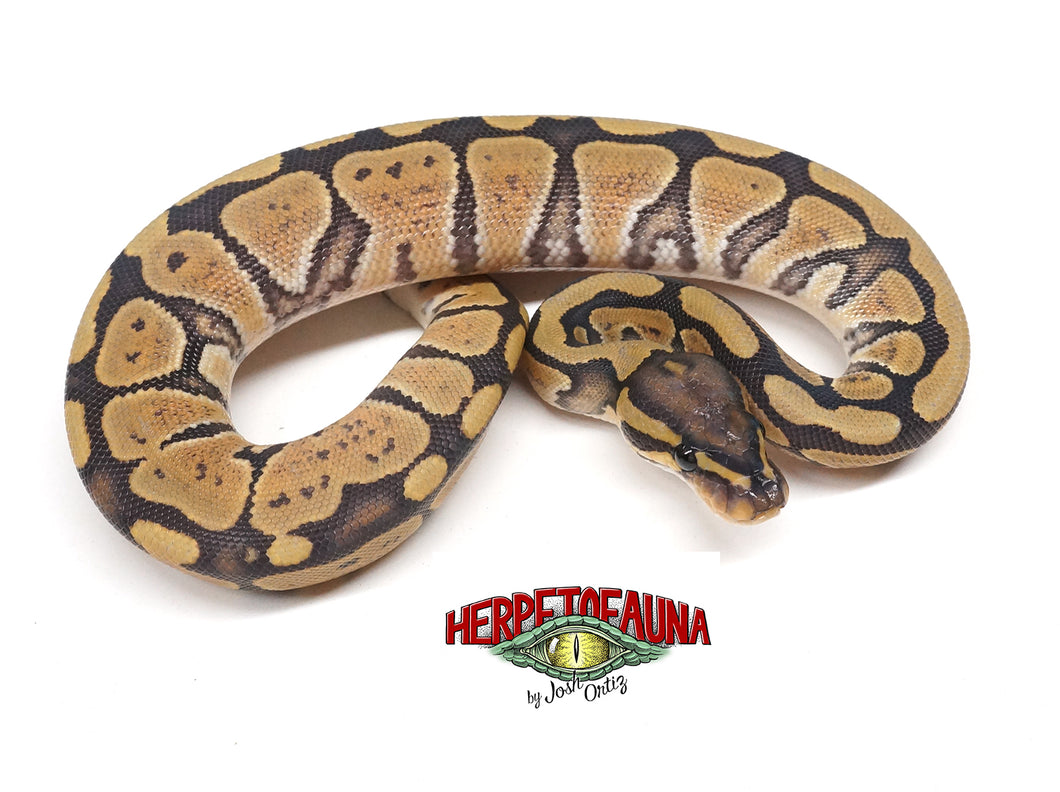 Female Ghost Ball Python