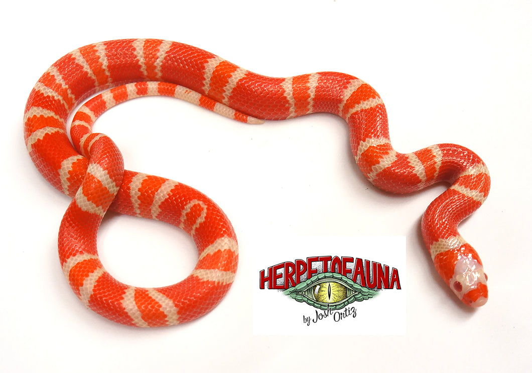 Female Hypo Albino Honduran Milksnake