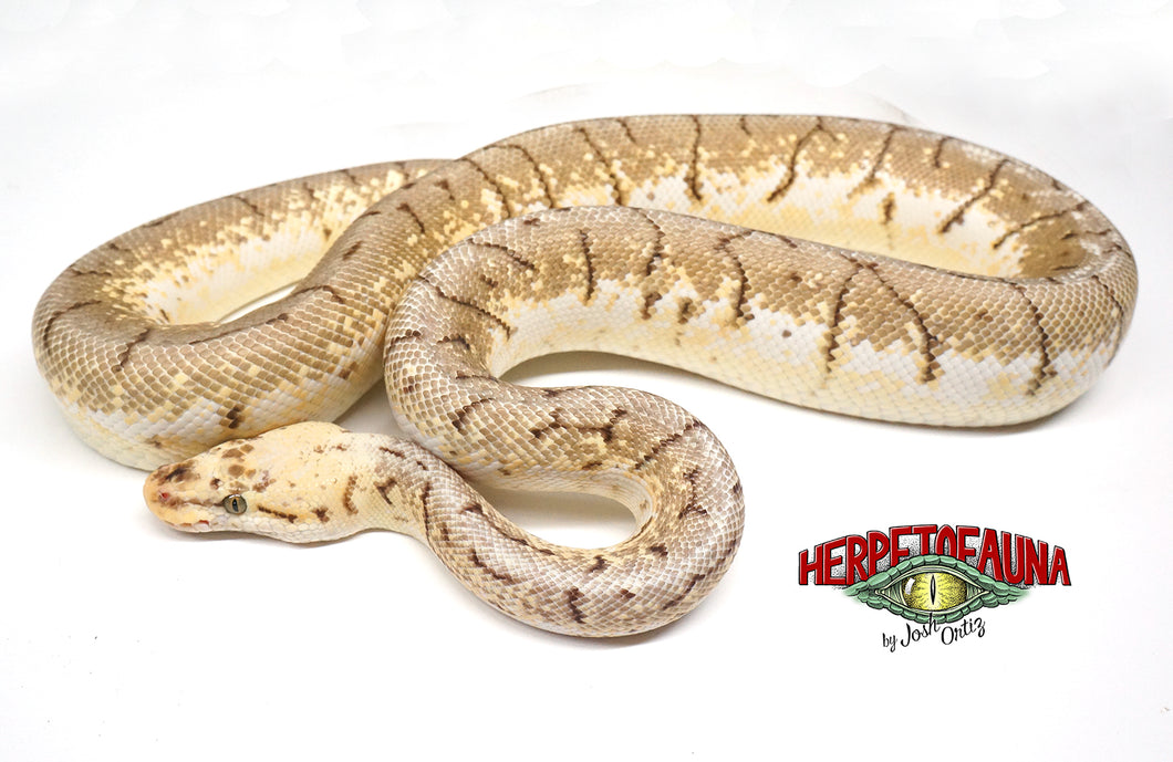 Male Proven Breeder Spinnerblast 66% Possible Het Desert Ghost Ball Python