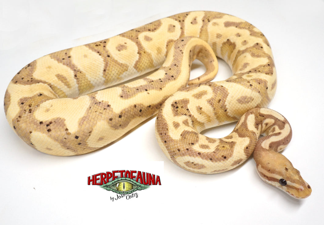 Male Proven Breeder Coral Glow (Female Maker) Leopard Ball Python