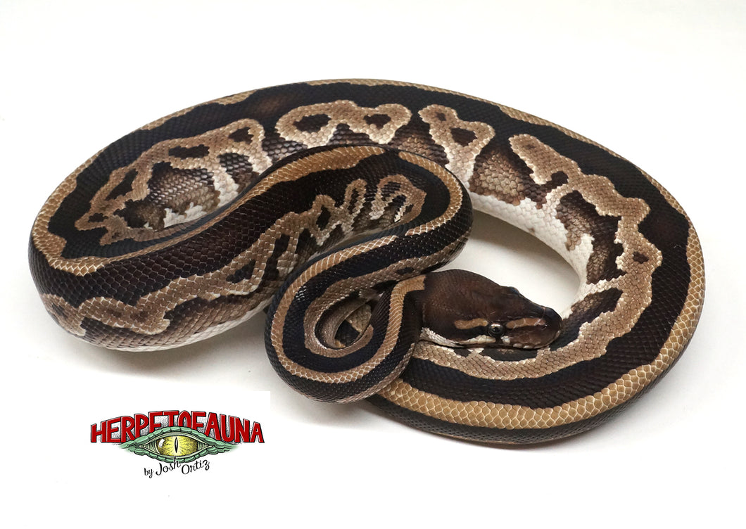 Male Subadult Mojave 66% Possible Het Pied Ball Python