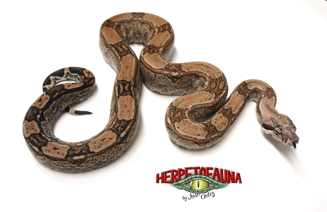 Female Aztec Het Anery Boa