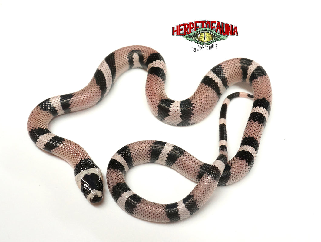 Male Anery Honduran Milksnake