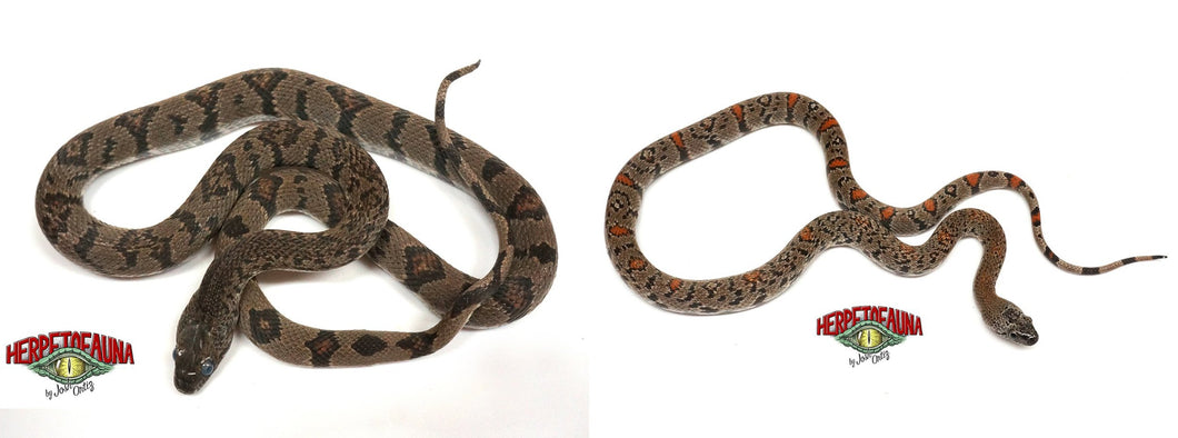 Sexed Pair of Davis Mountain Observatory Grey-banded Kingsnake