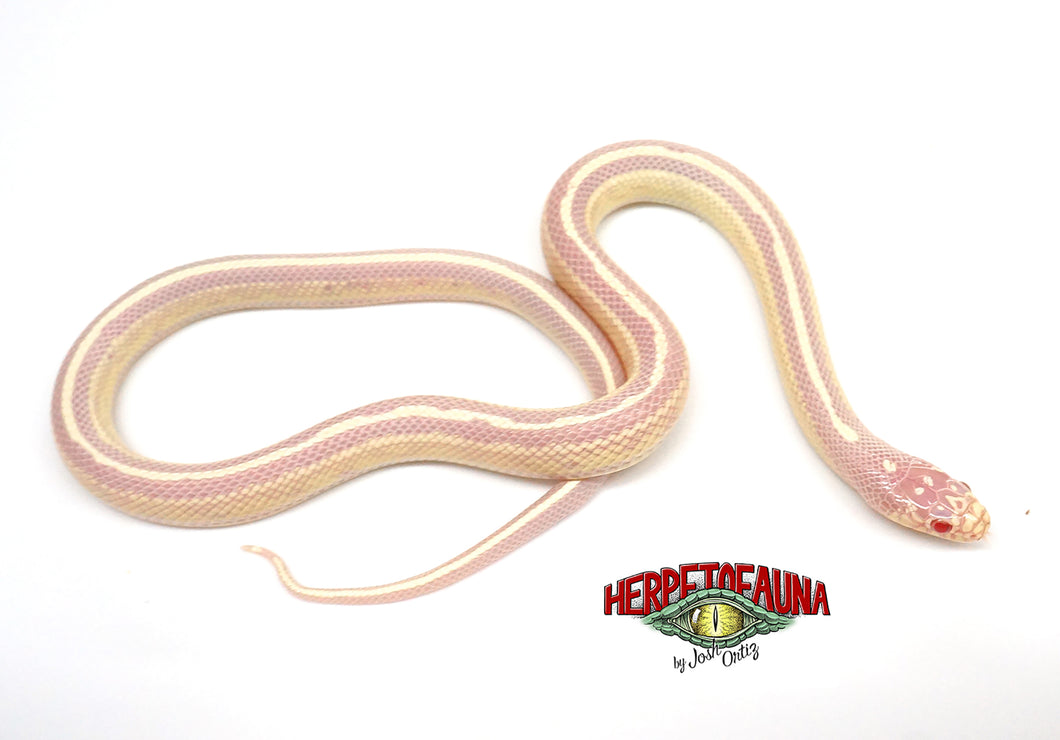 Male Striped Albino Kingsnake