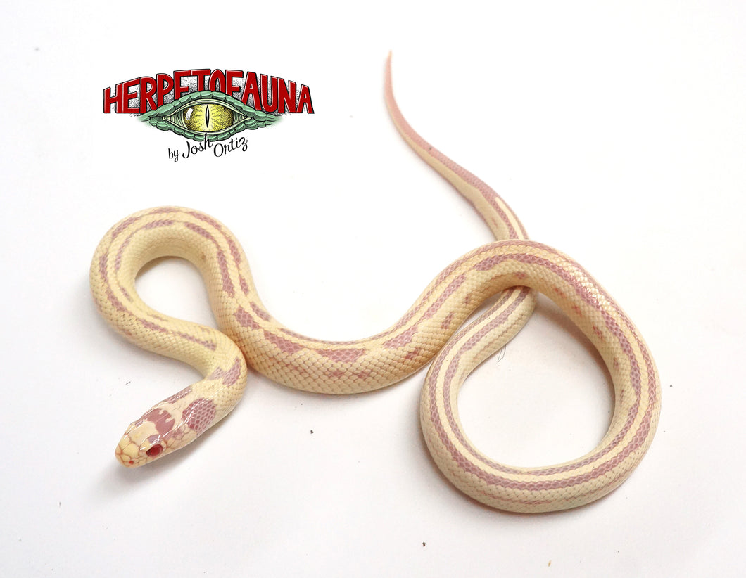 Male Albino High White Kingsnake