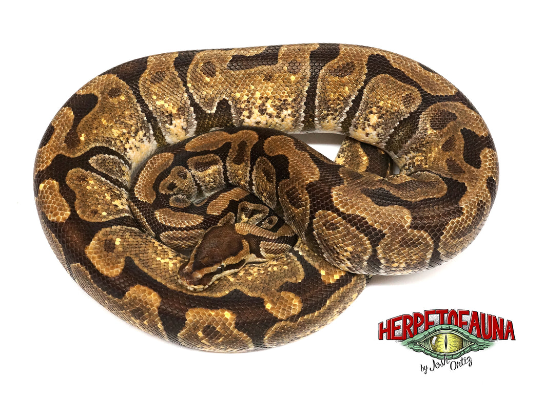 Adult Female Enchi Ball Python