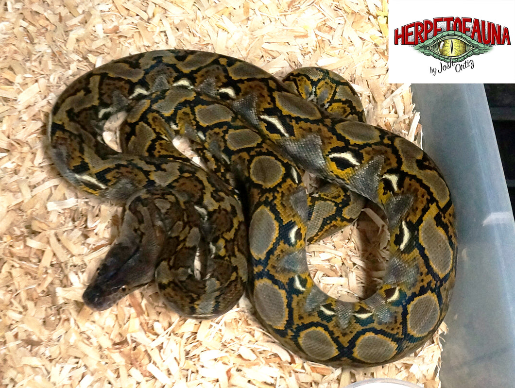 Male Het Anthrax Het Albino Retic (4ft)