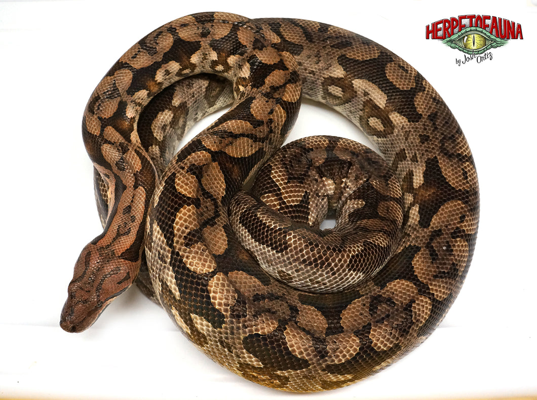 Adult Male Dumerils Boa (6ft)