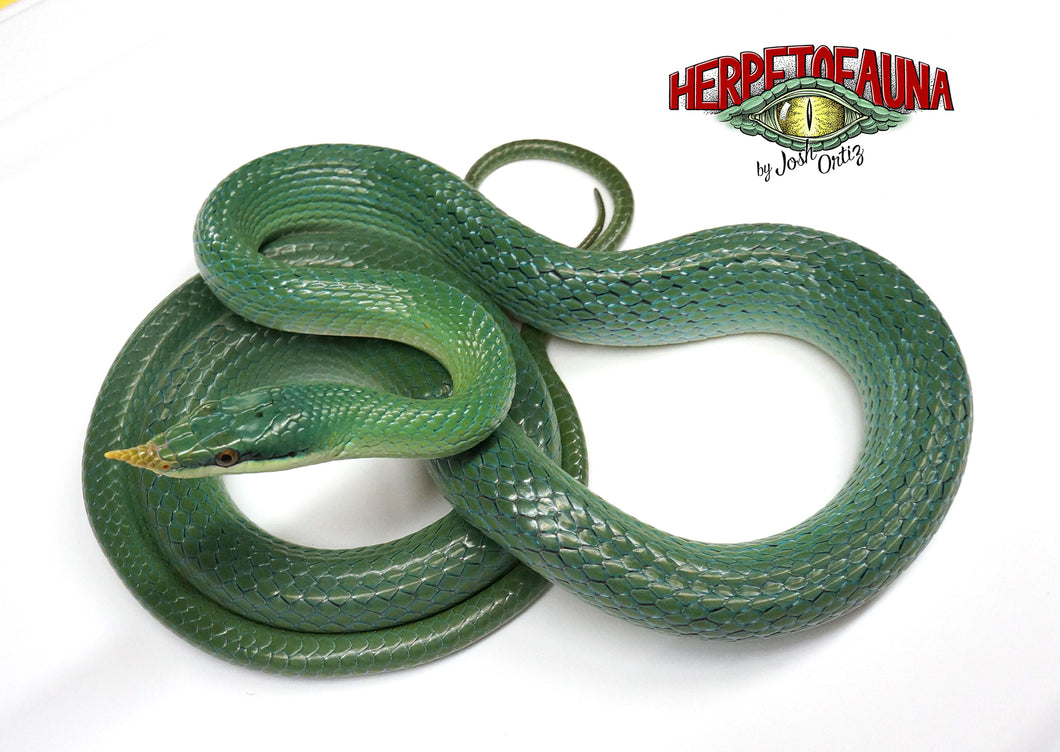 Adult Male Rhino Ratsnake