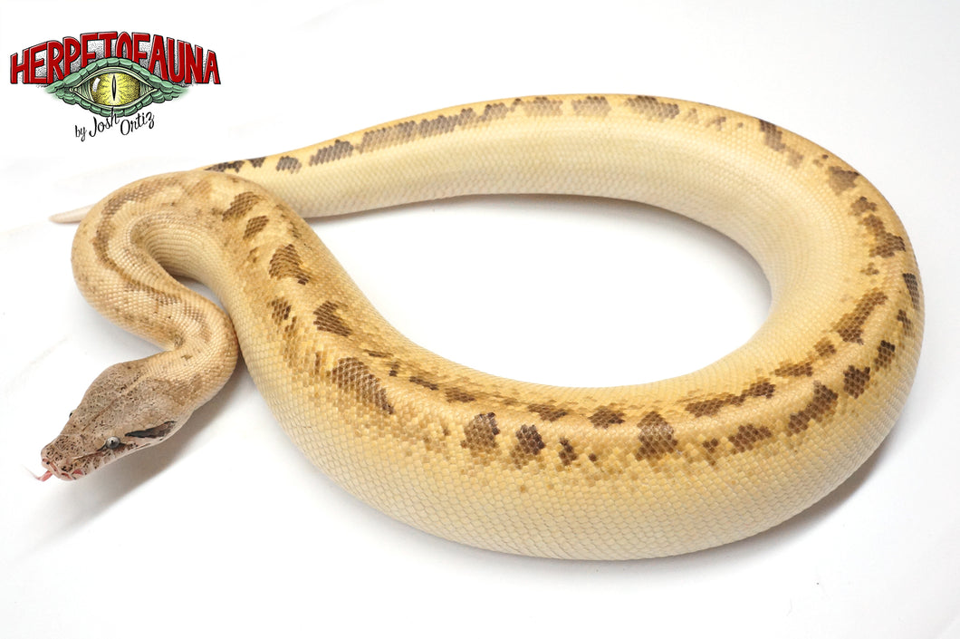 Male Ivory Blood Python (2017)