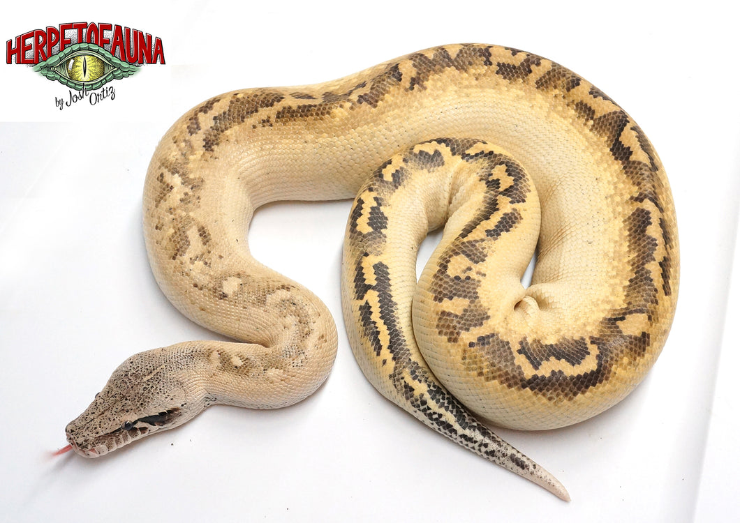 Male Ivory Blood Python (2016)