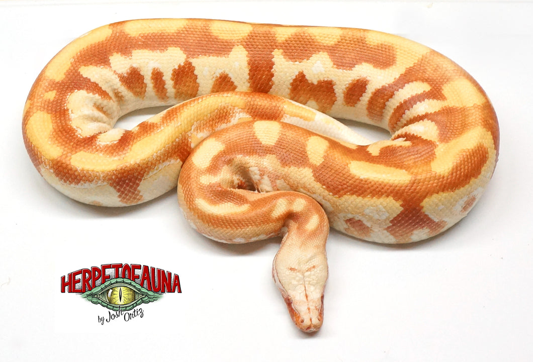 Male T- Albino Blood Python (2016)