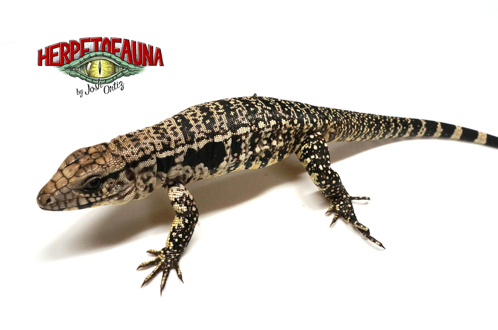 30-0119_Blue_Tegu_1024x1024.