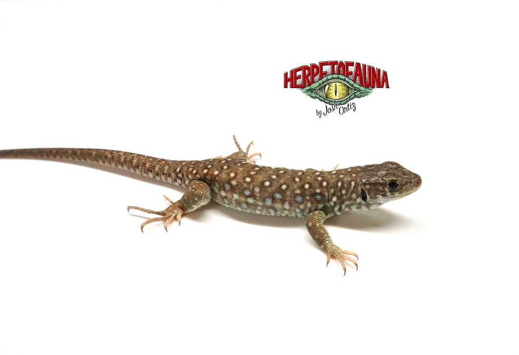 Captive-bred 66% Possible Het Melanistic Jeweled Lacerta