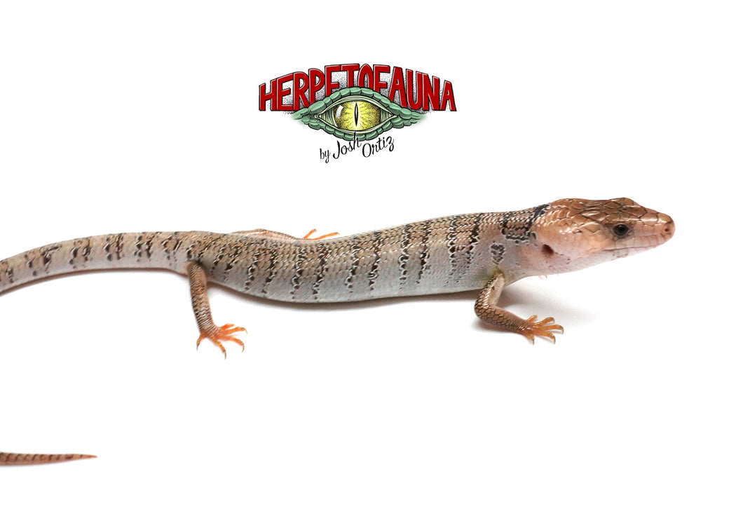 Pink Tongue Skink