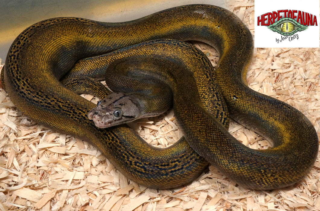 Male Goldenchild Platinum Retic (4ft)