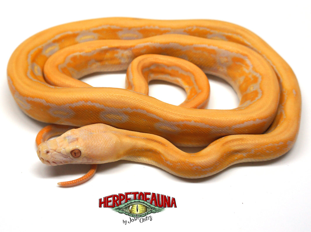Male Albino Tiger Platinum Retic