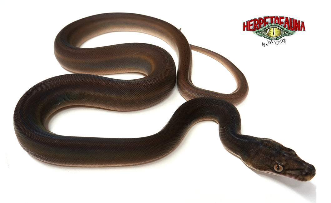 Female Goldenchild Het Orange Ghost Stripe Retic