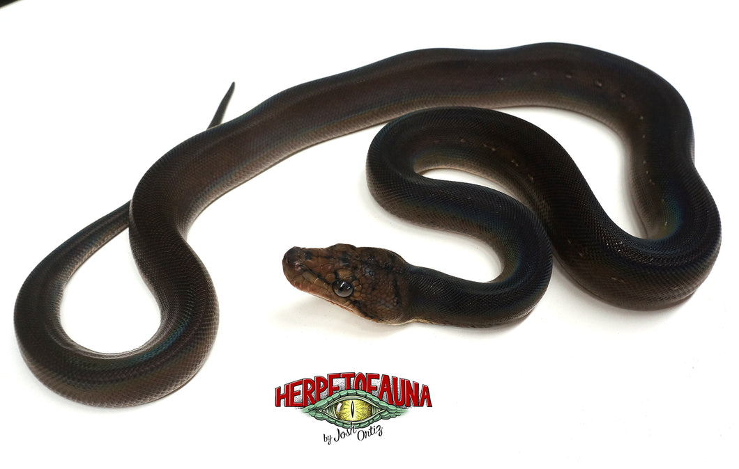 Female Goldenchild Het Orange Ghost Stripe Retic