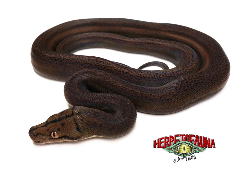 Female Goldenchild 66% Possible Het Orange Ghost Stripe Retic