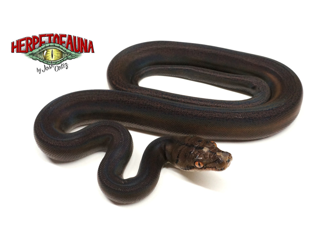 Female Goldenchild 66% Possible Het Orange Ghost Stripe Retic