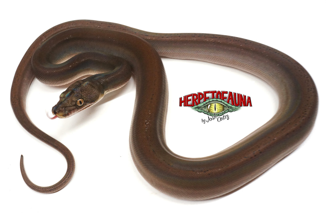 Female Goldenchild Retic
