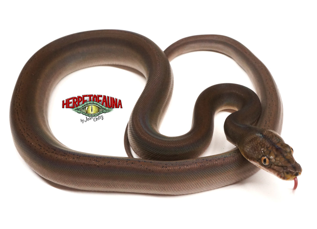 Male Goldenchild Retic