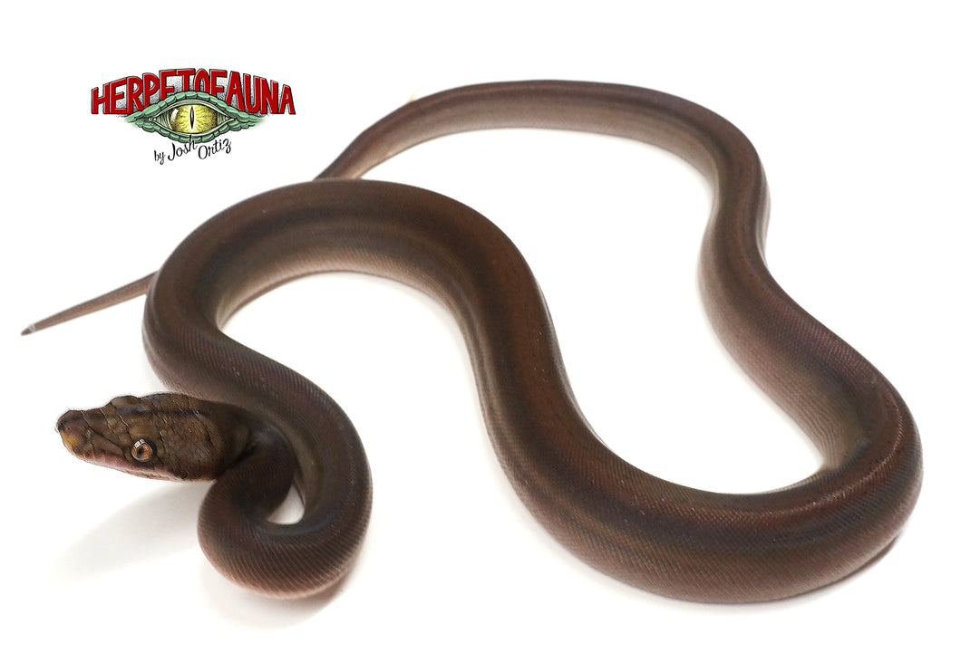 Female Goldenchild Retic
