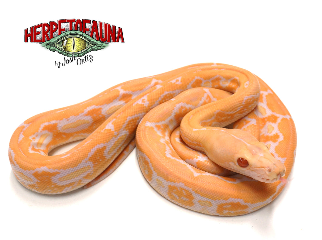Female Albino Tiger Graniteback (Het Anthrax) Retic