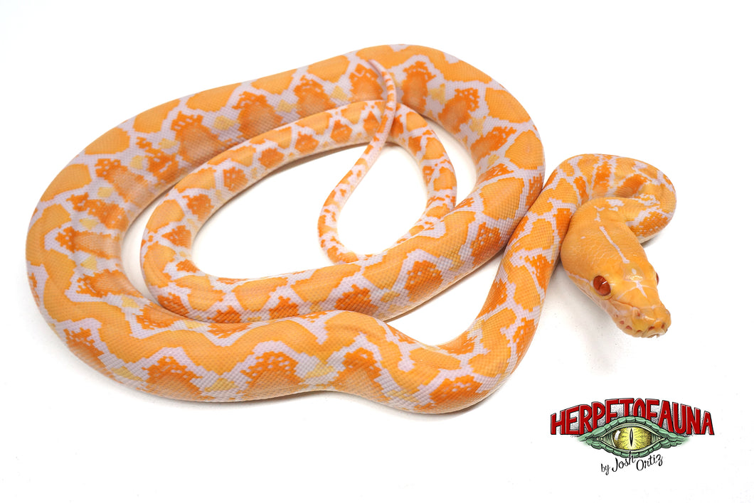 Female Albino Graniteback (Het Anthrax) Retic