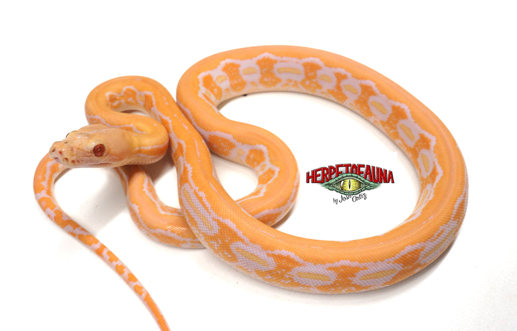 Female Albino Tiger Graniteback (Het Anthrax) Retic