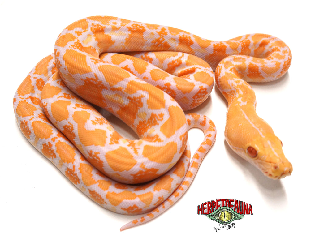 Female Albino Graniteback (Het Anthrax) Retic
