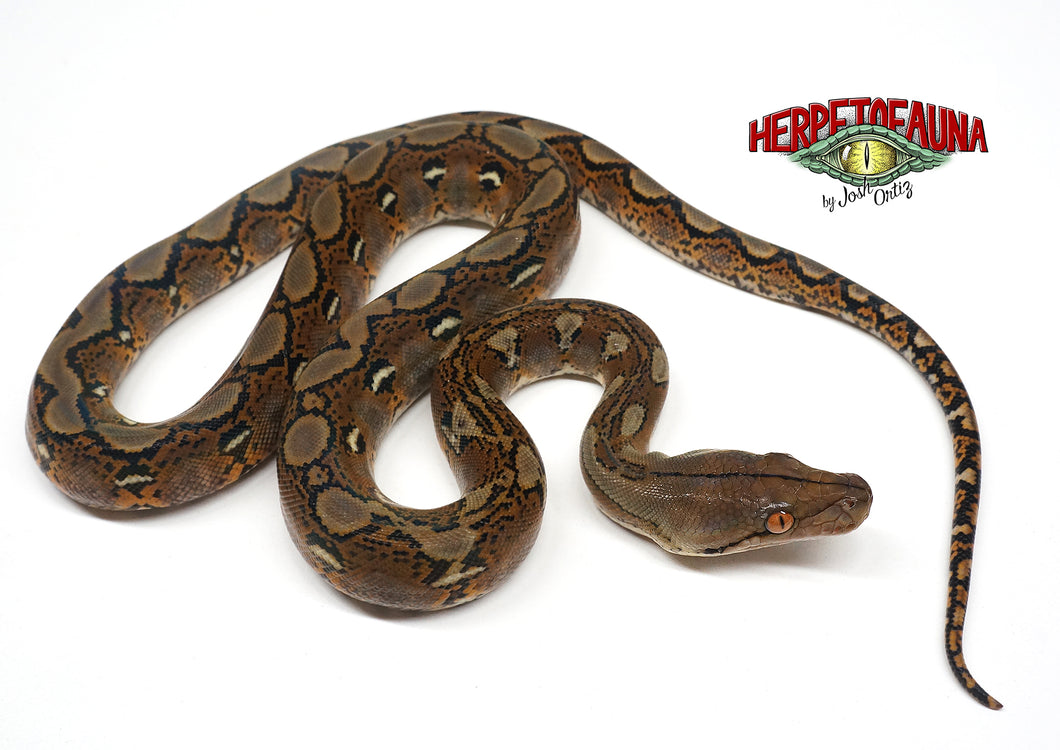 Female Het Orange Ghost Stripe Retic