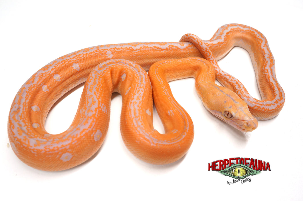 Female Lavender Albino Goldenchild Retic