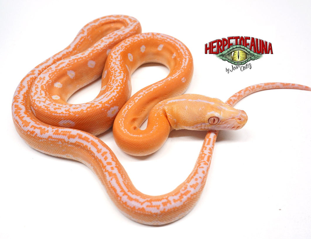 Male Lavender Albino Goldenchild Retic