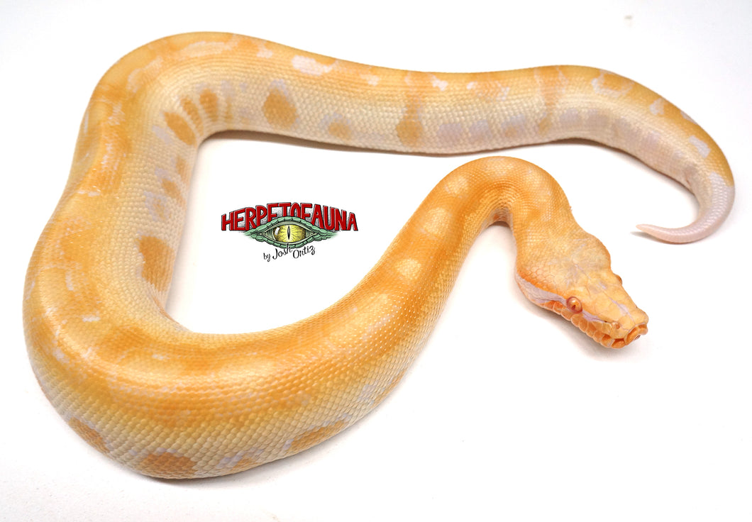 Male T- Albino Matrix Blood Python