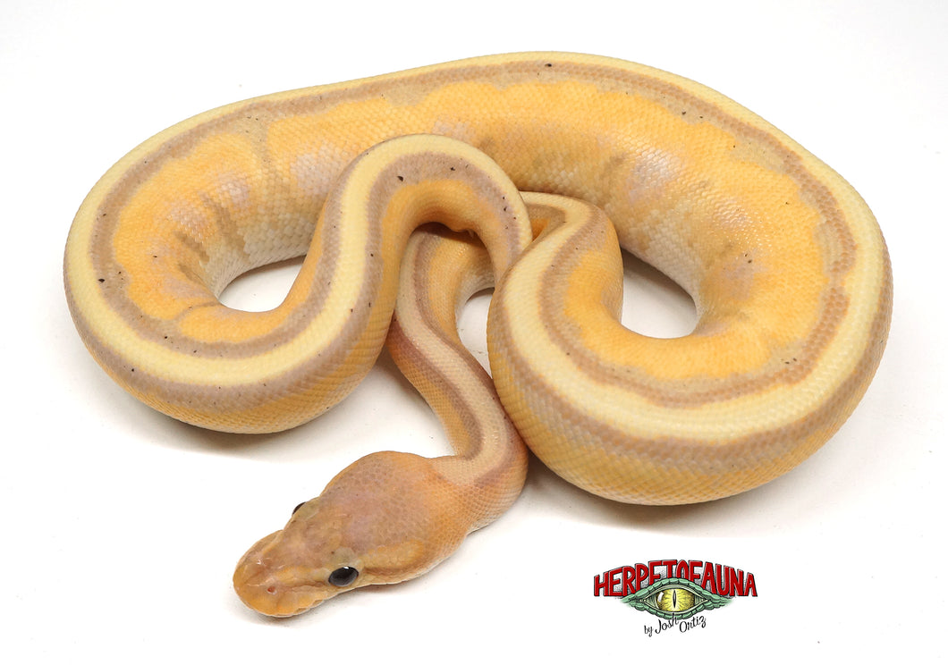 Male Coral Glow Genetic Stripe Ball Python