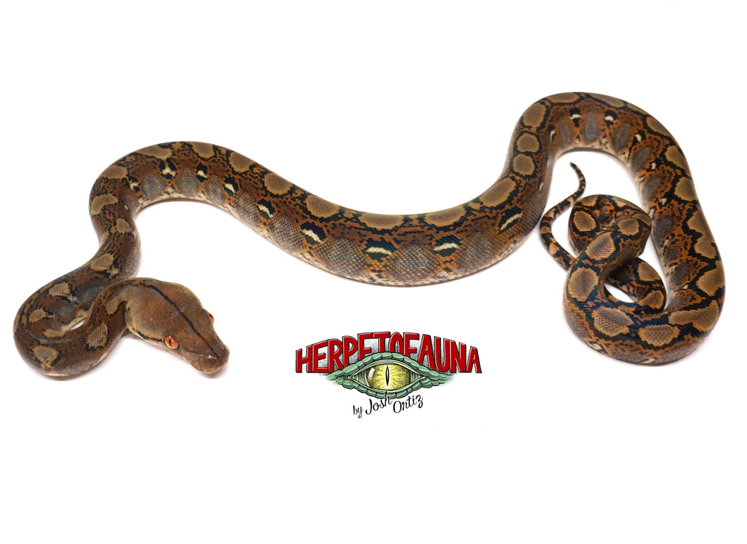 Male 100% Het Orange Ghost Stripe Retic