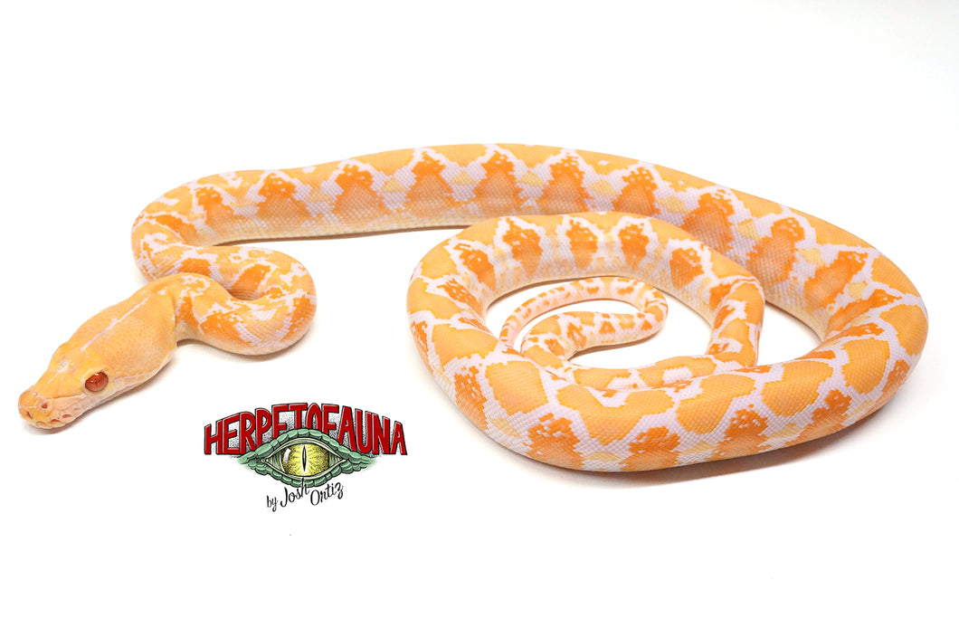 Male Albino Graniteback (Het Anthrax) Retic