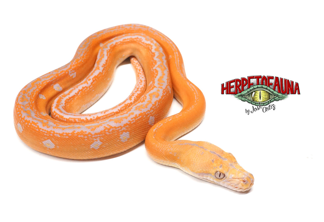 Female Lavender Albino Goldenchild Retic