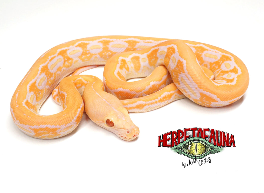 Female Albino Tiger Graniteback (Het Anthrax) Retic